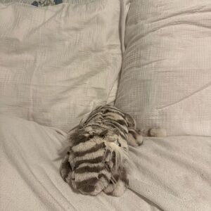 Striped Plush Tiger Toy